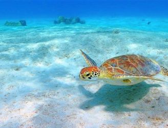 Green turtle in Bonaire