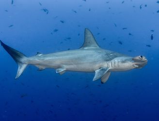 Hammerhead shark in Cocos Island, Costa Rica