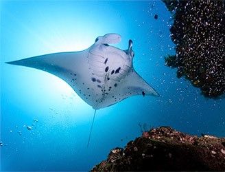 Manta ray in the Maldives