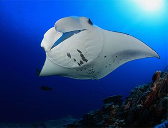 Manta ray in the Maldives