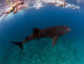 Whale shark in the Maldives
