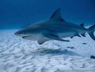 Bull Shark in Mexico