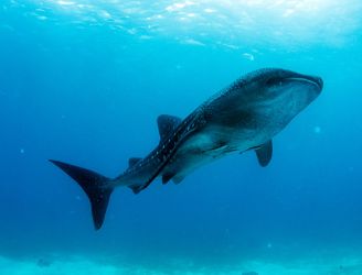 Whale shark in the Galapagos