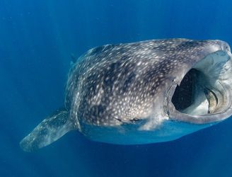 Whale shark in Isla Mujeres, Mexico