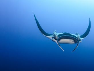 Manta ray in Revillagigedo archipelago in Mexico