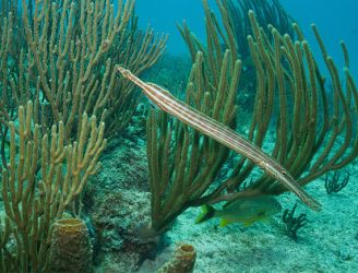 Trumpet fish in Riviera Maya, Mexico