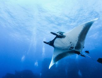 Manta ray in Socorro, Mexico