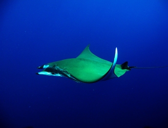 Manta Ray courtesy of Sofiane Belkessa