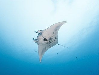 Manta ray in Micronesia