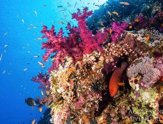 Coral reef in the Red Sea.