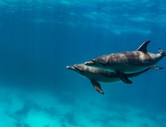 Dolphin pair in Egypt