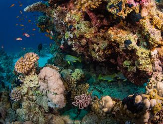 Black-spotted sweetlips in Sharm el Sheikh, Red Sea