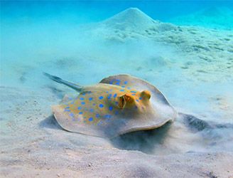Blue-spotted stingray in Egypt