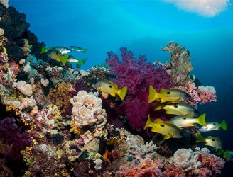 Coral reef and fish in the Southern Red Sea, Egypt