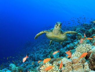 Hawksbill sea turtle in the Red Sea