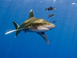 Oceanic white-tip shark in Egypt