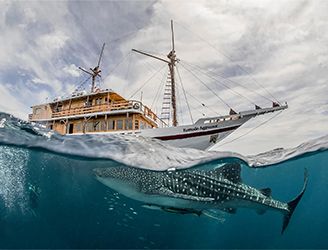 Komodo Aggressor liveaboard & whale shark in Indonesia