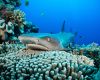 Whitetip Reef Shark © Malcolm Nobbs