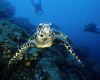 Cocos Island Liveaboards