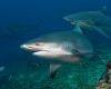 Sharks Galore in South Africa & Mozambique