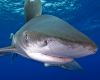 Oceanic Whitetip Shark - image courtesy of Malcolm Nobbs