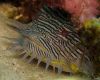 Splendid Toadfish