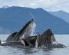 Socorro Islands Liveaboards - © Photoshot