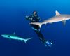A Sensational Shark Season in the Red Sea