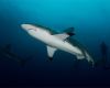 Oceanic black-tip shark in South Africa