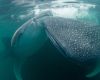Whale sharks in Cenderawasih Bay, Indonesia