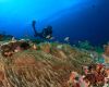 Diver exploring a coral reef in Indonesia