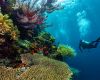 Diver & coral reef in East Kalimantan, Indonesia