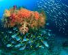 Coral reef in Raja Ampat, Indonesia