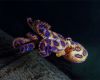 Blue-ringed octopus