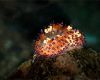 Nudibranch in Anilao, Philippines