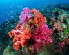 Coral reef in the Similan Islands, Thailand