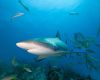 Caribbean reef shark in the Bahamas