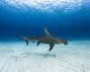 Great hammerhead shark in the Bahamas