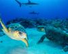 Turtles in Tiger Beach in Bahamas