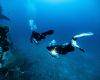Divers in the Red Sea