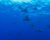 Mobula ray in the Azores