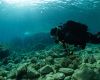 Divers underwater in Gozo. Image by Jo Charter