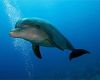 Bottlenose dolphin in the Canary Islands