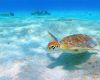 Green turtle in Bonaire