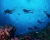 Group of divers and coral reef