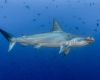 Hammerhead shark in Cocos Island, Costa Rica