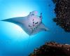 Manta ray in the Maldives