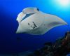 Manta ray in the Maldives