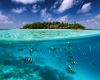 Split view of an island in the Maldives and underwater scene