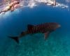 Whale shark in the Maldives